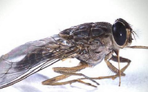 công ty bảo vệ tại tphcm
